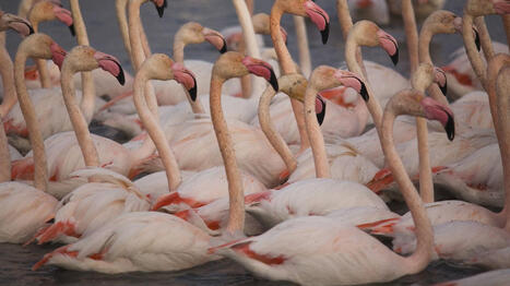 La biodiversité continue de s’effondrer en France, mais les populations d'espèces protégées augmentent fortement, selon le WWF | Environnement | Scoop.it