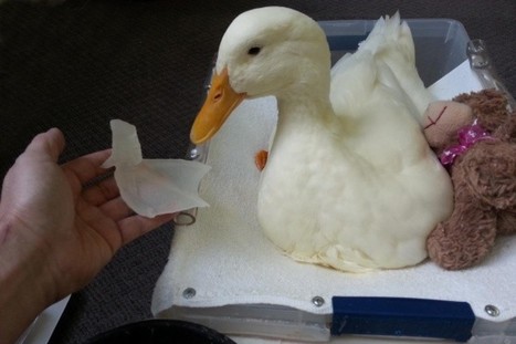 Impression 3D : une prothèse pourrait permettre à un canard de marcher - Le Huffington Post | Veille sur les technologies d'impression 3D | Scoop.it