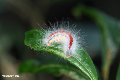 Climate change to halve habitat for over 10,000 common species | CLIMATE CHANGE WILL IMPACT US ALL | Scoop.it