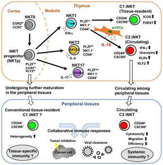 Frontiers | Insights into the heterogeneity of iNKT cells: tissue-resident and circulating subsets shaped by local microenvironmental cues | Immunology | Scoop.it