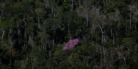 Des millions d’hectares de #forêt #amazonienne ouverts à l’#exploitation #minière | RSE et Développement Durable | Scoop.it