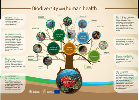 Infographie UN Biodiversity : La santé humaine dépend de la biodiversité | Insect Archive | Scoop.it