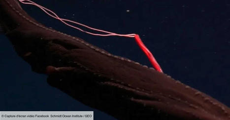 Des images très rares montrent un parasite suceur de sang accroché à une anguille des abysses | EntomoNews | Scoop.it
