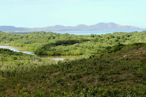 Restaurer la forêt de bord de mer à Tahiti | Biodiversité | Scoop.it