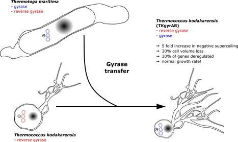 The hyperthermophilic archaeon Thermococcus kodakarensis is resistant to pervasive negative supercoiling activity of DNA gyrase | I2BC Paris-Saclay | Scoop.it