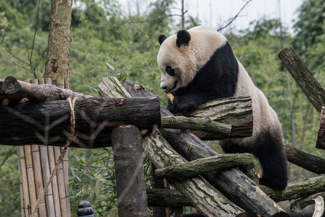 Bao Bao, an American-Born Panda, Steps Out in China | IELTS, ESP, EAP and CALL | Scoop.it