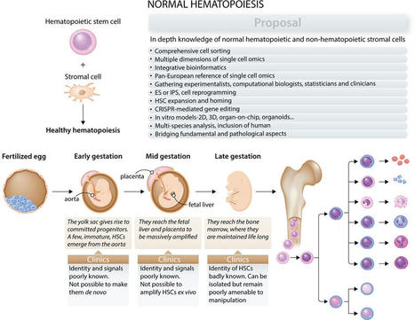 The EHA Research Roadmap: Normal Hematopoiesis : HemaSphere | Hematology | Scoop.it