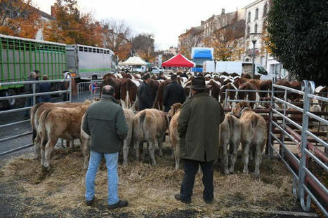 Le foirail résiste toujours sur la foire de la Toussaint, place Carnot au Puy-en-Velay | Actualité Bétail | Scoop.it