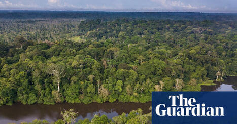The rainforest the world forgot: the Congo basin is the second largest on Earth, so why is it being neglected? | Écosystèmes Tropicaux | Scoop.it