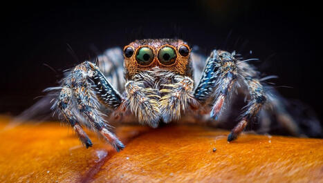 Araignées : nées sous une bonne toile | EntomoScience | Scoop.it