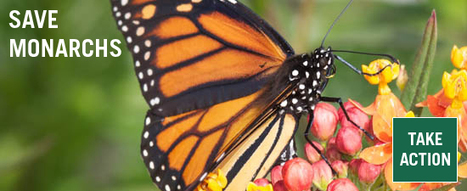 Save Monarch Butterflies | Medici per l'ambiente - A cura di ISDE Modena in collaborazione con "Marketing sociale". Newsletter N°34 | Scoop.it