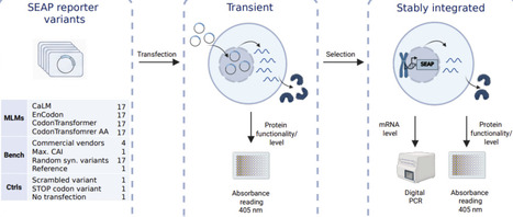 Assessing Codon Language Models for Context-Aware Codon Optimization in Nucleic Acid-Based Medicines | brvai | RMH | Scoop.it