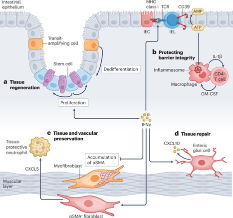 The effects of IFN&gamma; on tissue physiology through structural cells - Nature&hellip; | St&eacute;phane Paul | Immunology | Scoop.it
