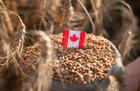 Canada wheat output to fall 10.9% as spring and durum crops shrink | Miller Magazine | MED-Amin network | Scoop.it
