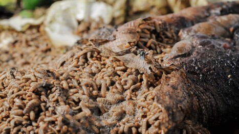 World's biggest bug farm deploys 10 million maggots to tackle escalating crisis: 'While we solved one problem, we caused another' | Industry 411 - Waste Management | Scoop.it