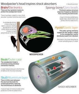 Woodpecker's Head Inspires Shock Absorbers | Biomimicry | Scoop.it