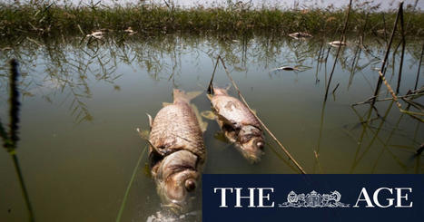 Pollution spill leads to mass fish deaths in Altona / le 14.03.2022 | Pollution accidentelle des eaux par produits chimiques | Scoop.it