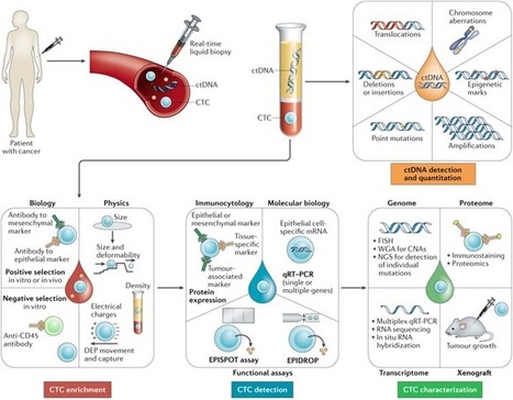 Liquid biopsy and minimal residual disease — latest advances and implications for cure | from Flow Cytometry to Cytomics | Scoop.it