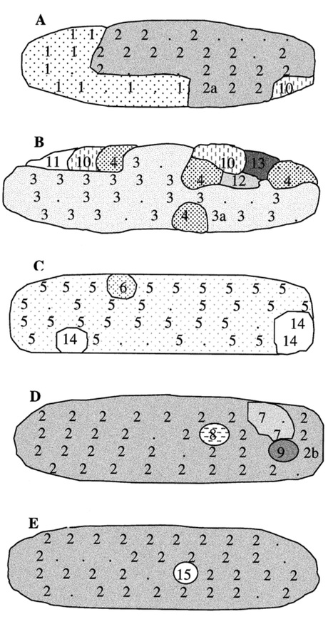 Phytopathology:&nbsp;Population Structure of Mycosphaerella graminicola: From Lesions to Continents (2002) | Plant Pathogenomics | Scoop.it