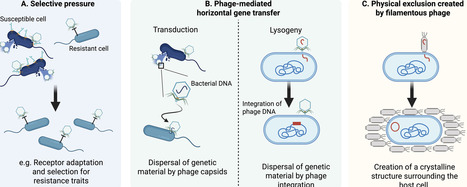 The role of phages in plant-associated microbial communities | RMH | Scoop.it
