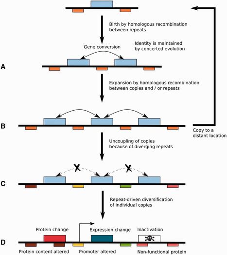 Genome Biology and Evolution: A Tale of Genome Compartmentalization: The Evolution of Virulence Clusters in Smut Fungi (2016) | Plant Pathogenomics | Scoop.it