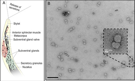 Exosome-mediated delivery of microRNAs by root-knot nematodes | PLOS | RMH | Scoop.it