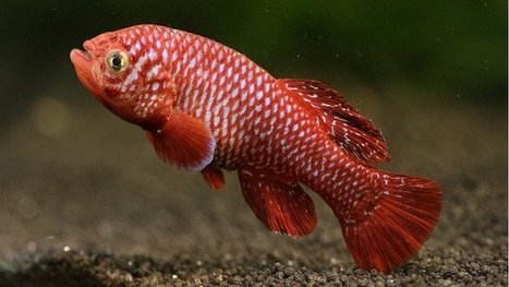 Live fast, die young: African killifish is fastest-maturing vertebrate which reproduces after just 17 days | Amazing Science | Scoop.it