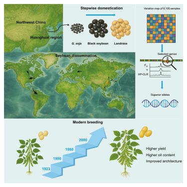 Genomic atlas of 8,105 accessions reveals stepwise domestication, global dissemination, and improvement trajectories in soybean | Plant and Seed Biology | Scoop.it