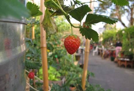 L'appétit croissant pour l'agriculture urbaine | Innovation sociale | Scoop.it