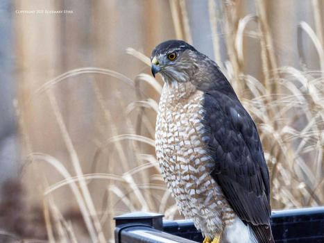Kitchen Window Raptor | Mirrorless Cameras | Scoop.it