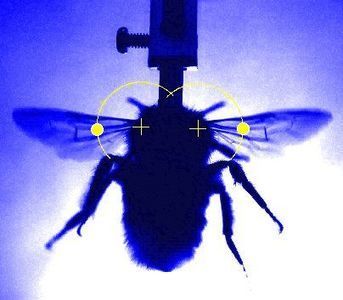 Insectes : des rayons X percent un secret des muscles du vol | EntomoNews | Scoop.it