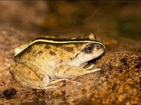 Lettre "Biodiversit&eacute; aquatique" - Mars 2025 - Office International de l'Eau | Biodiversit&eacute; | Scoop.it