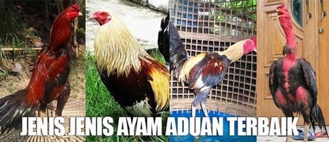 Ayam Pakhoy Asli Import Thailand Yang Berkualit