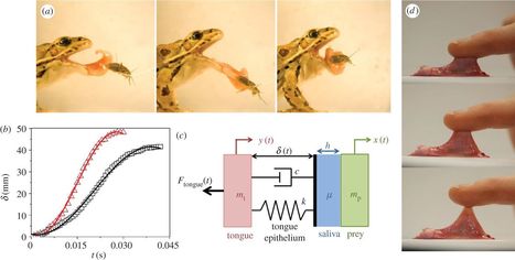 Les grenouilles disposent d’une salive “réversible” | EntomoNews | Scoop.it