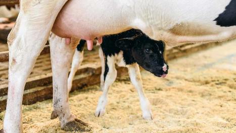 Le colostrum est un médicament gratuit et vital pour le veau | Lait de Normandie... et d'ailleurs | Scoop.it