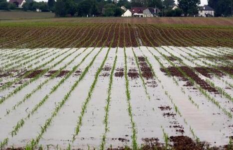 Intemp&eacute;ries en Touraine : les agriculteurs font le dos rond | Revue de presse &eacute;conomique du Sud Touraine | Scoop.it