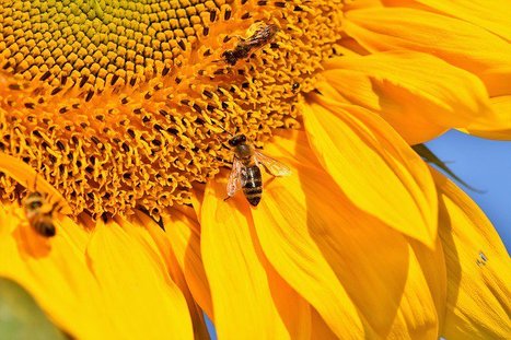 Le pollen du tournesol protège les abeilles et les bourdons  contre certains parasites (Crithidia, Nosema) | EntomoNews | Scoop.it