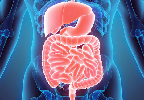 An Insightful Overview Of The GI | Part 1 | Call:915-850-0900 | The Gut "Connections to Health & Disease" | Scoop.it
