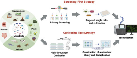 The advances of strategies and technologies in high-throughput microbial culturomics | SAdv | RMH | Scoop.it
