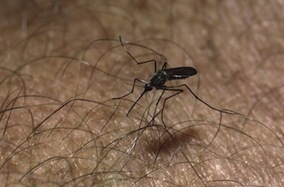 Risque élevé. Pourquoi le chikungunya menace les Etats-Unis | EntomoNews | Scoop.it