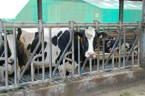 Baisse des cours des produits laitiers: les premiers effets sur le prix du lait | Economie de l'Elevage | Scoop.it