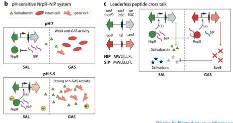 Natural Products from the Oral Microbiome | anR | RMH | Scoop.it