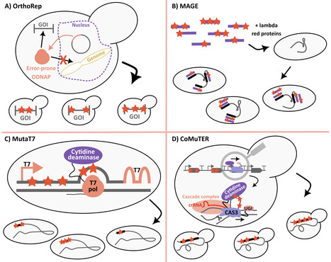 Accelerated adaptive laboratory evolution: A tool for evolutionary biotechnology | BAdv | RMH | Scoop.it