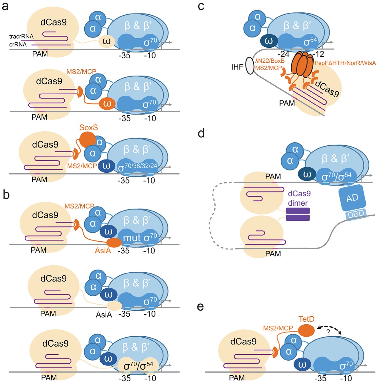 A Novel Eukaryote‐Like CRISPR Activation Tool i...