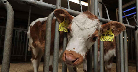 Kajaanissa syntyi kaksi historiallista kyyttövasikkaa – tämä on läpimurto alkuperäisrotujen suojelussa | Kainuu | Yle | 1Uutiset - Lukemisen tähden | Scoop.it