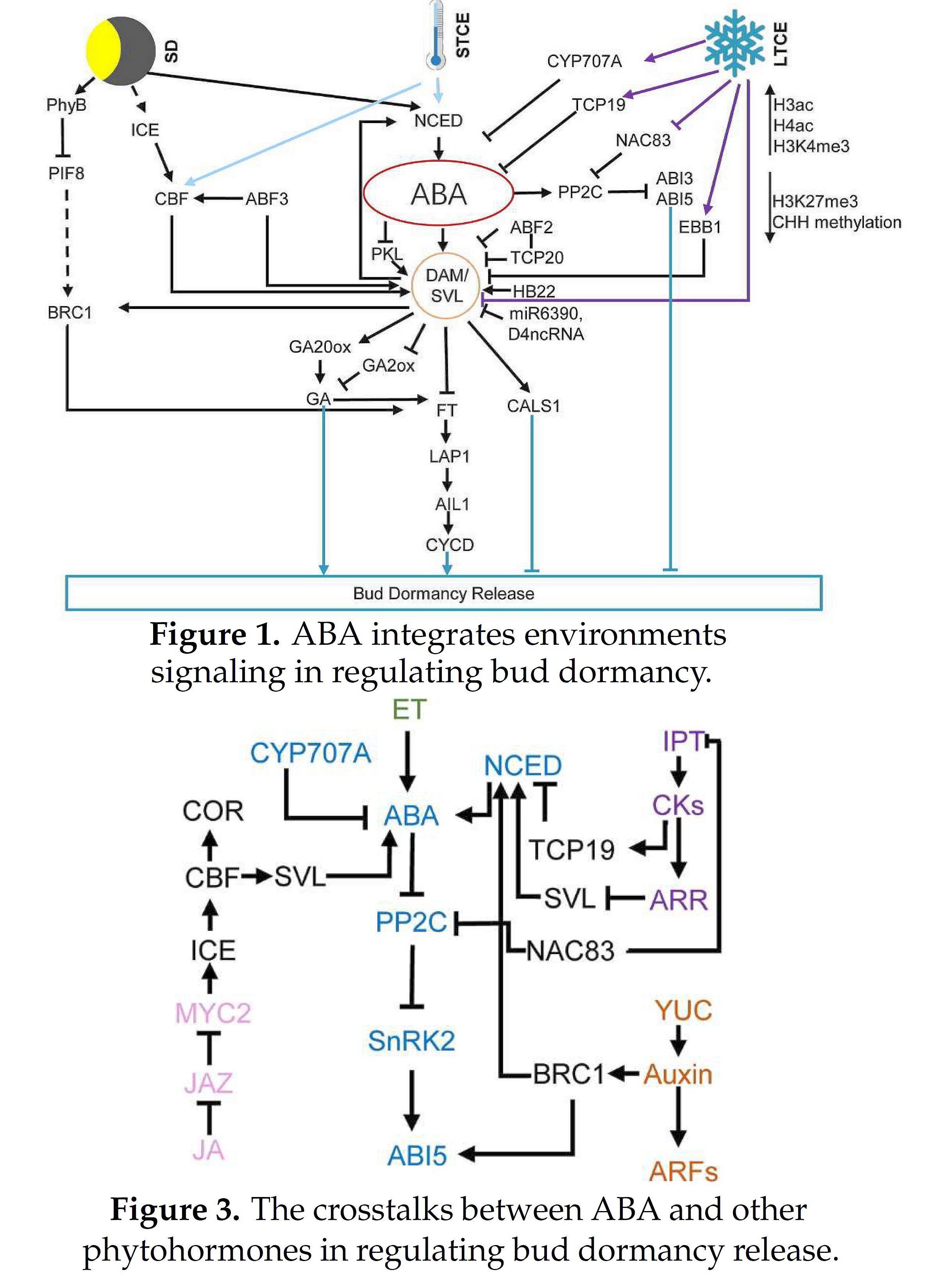 aba-and-bud-dormancy-in-perennials-current-kno