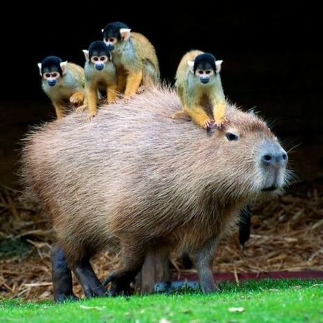 Kapybara eli vesisika on sosiaalinen eläin...