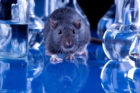 California sets a precedent in the US with animal testing ban | Sustainable Procurement & CSR News - Cosmetics Industry | Scoop.it