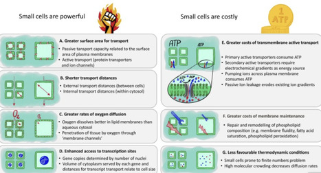 Cell size matters: a unifying theory across the...