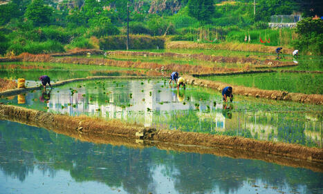 The ‘king of poisons’ is building up in rice - Grist.org | Operation Deimos | Scoop.it
